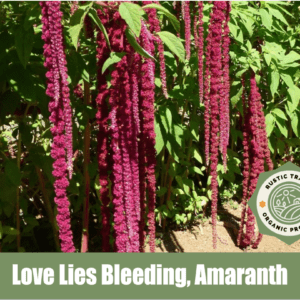 Love Lies Bleeding, Amaranth